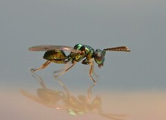 Pteromalidae