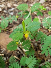 Chamaecrista fasciculata