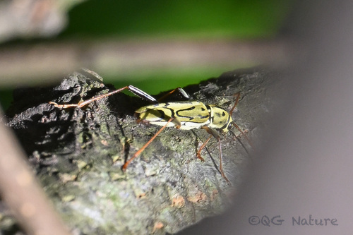 Xylotrechus contortus