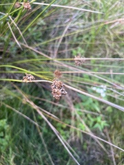 Juncus
