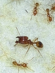 Pheidole fervida