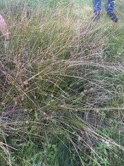 Juncus