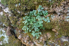Asplenium ruta-muraria