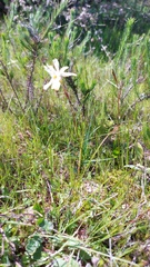 Moraea gawleri