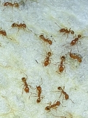 Pheidole fervida