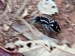 Hoplomutilla