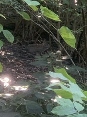 Sylvilagus floridanus