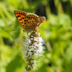 Lycaena bleusei