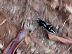 Hoplomutilla