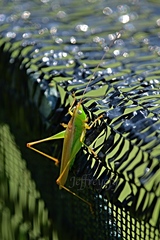 Conocephalus maculatus