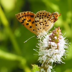 Lycaena bleusei