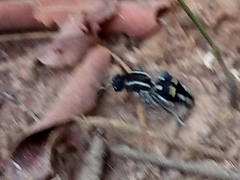 Hoplomutilla