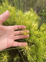 Leucadendron salignum