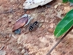 Hoplomutilla