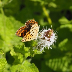Lycaena bleusei