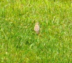 Anthus campestris