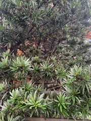 Podocarpus