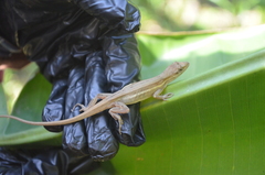 Anolis auratus