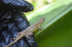 Anolis auratus
