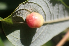 Euura pedunculi