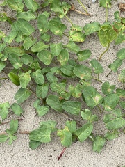 Ipomoea imperati