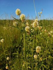 Trifolium montanum