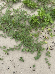 Ipomoea imperati