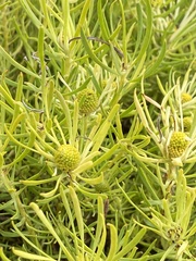 Leucadendron salignum