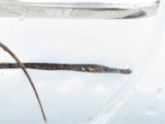 Syngnathus typhle