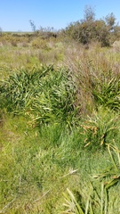 Amaryllis belladonna