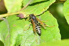 Polistes nimpha