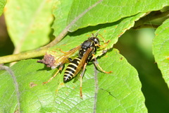 Polistes nimpha
