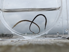 Syngnathus typhle