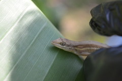 Anolis auratus