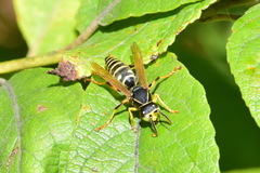 Polistes nimpha