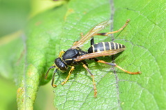 Polistes nimpha