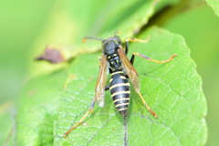 Polistes nimpha