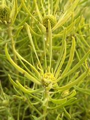 Leucadendron salignum