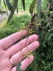 Eucalyptus camaldulensis
