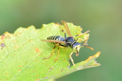 Polistes nimpha