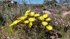 Lampranthus glaucus