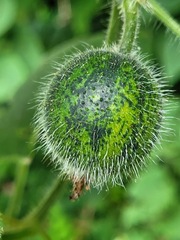 Thladiantha nudiflora
