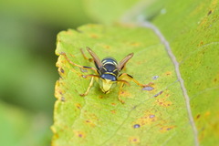 Polistes nimpha