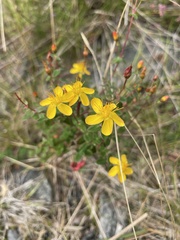 Hypericum pulchrum