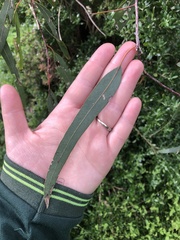 Eucalyptus camaldulensis