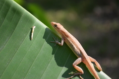 Anolis auratus