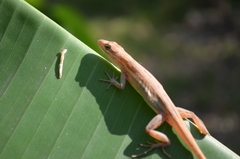 Anolis auratus