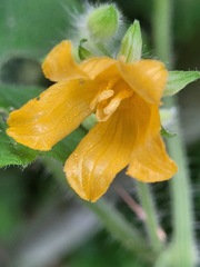 Thladiantha nudiflora