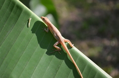 Anolis auratus