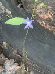 Campanulastrum americanum